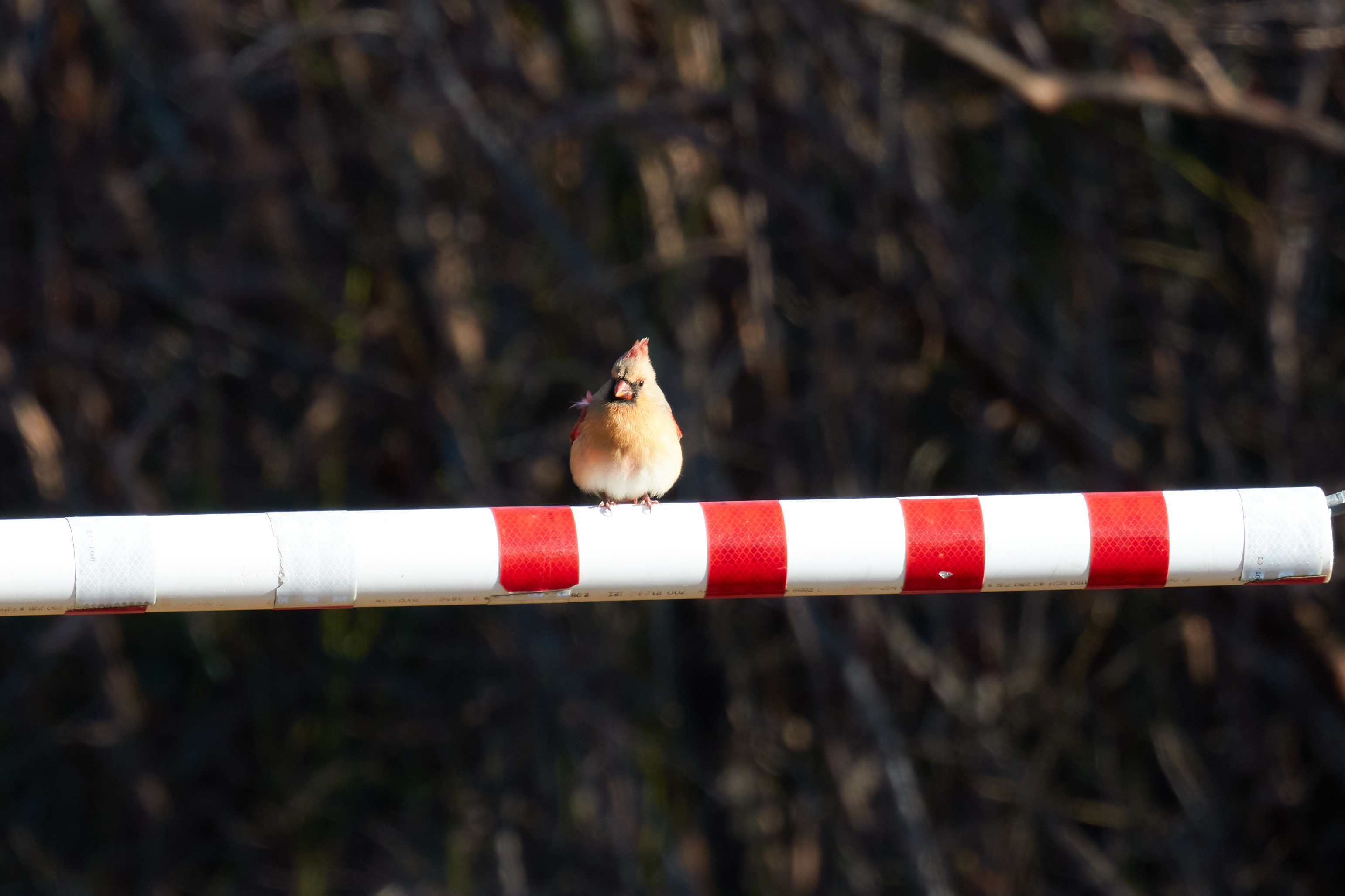Female cardinal on gate.