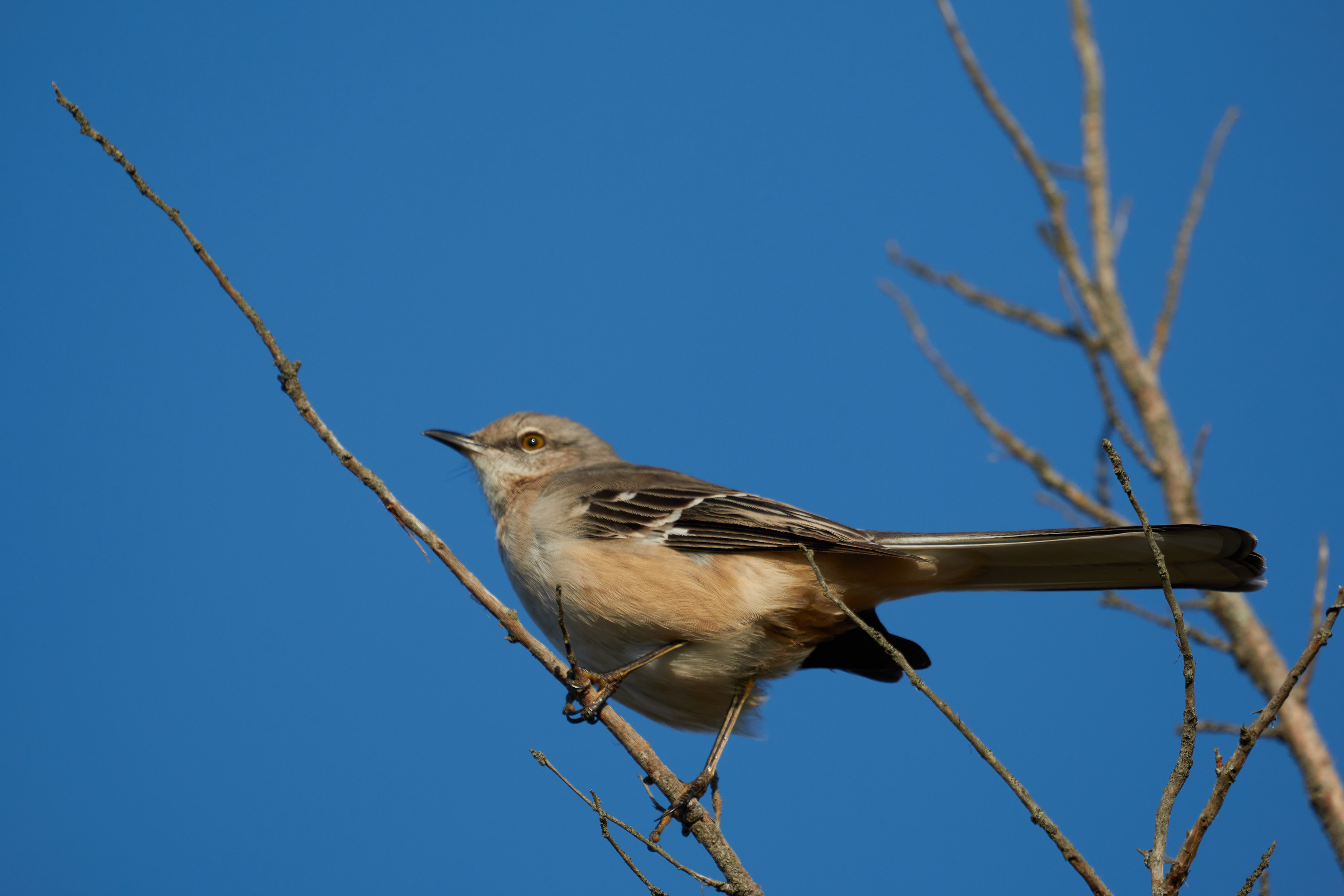 Mockingbird on tree branch.