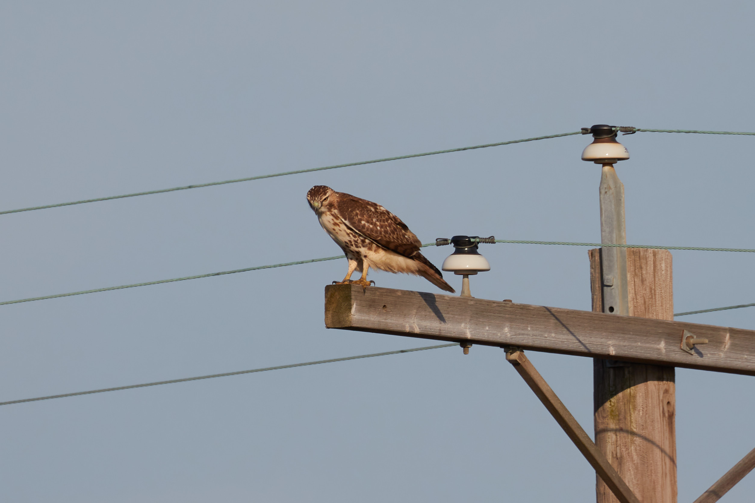 Red-tailed hawk on power pole.