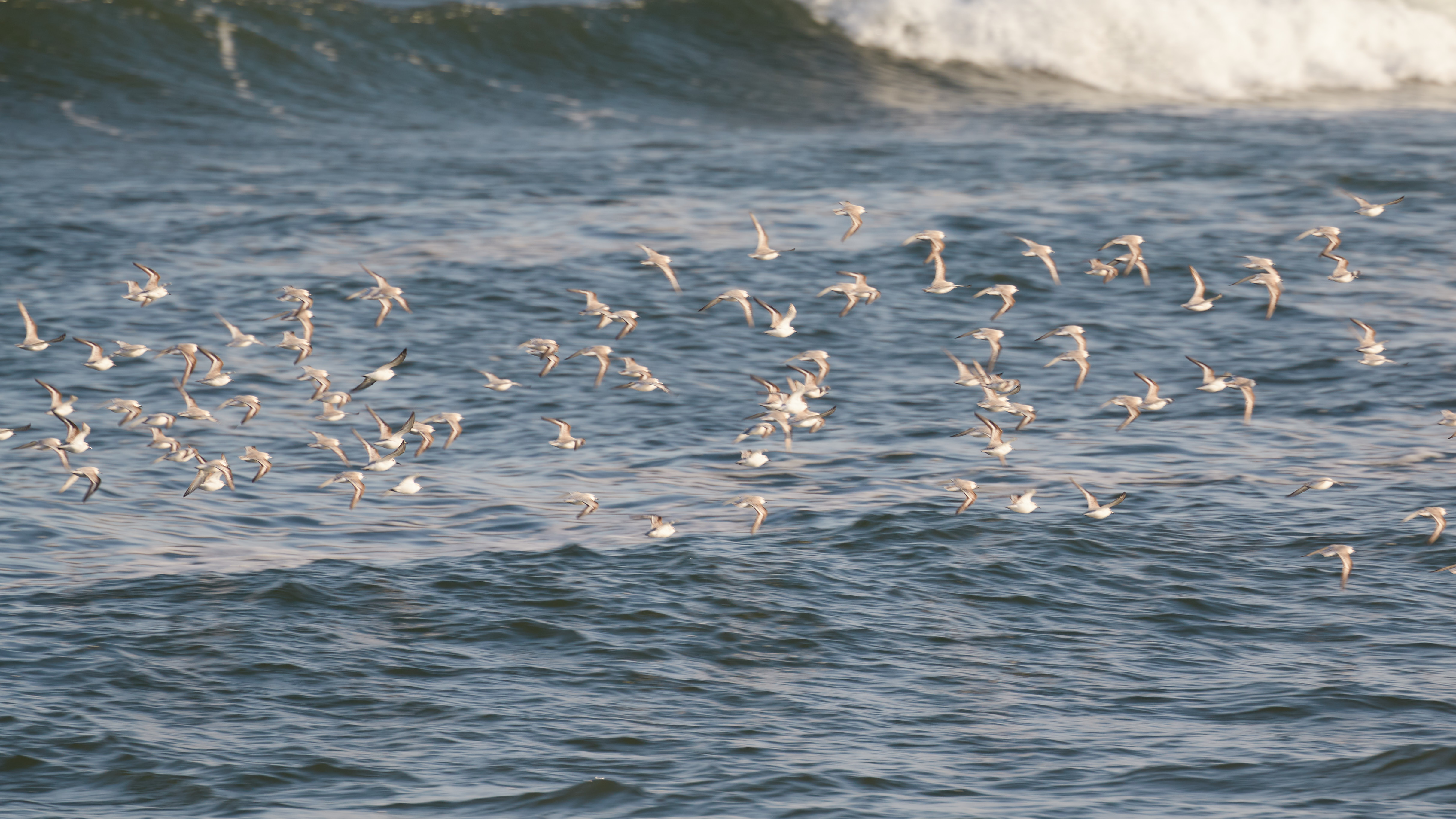 Flock of small white and gray birds against water.