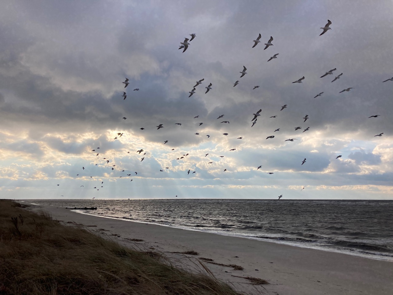 View of beach, with seagulls in air.