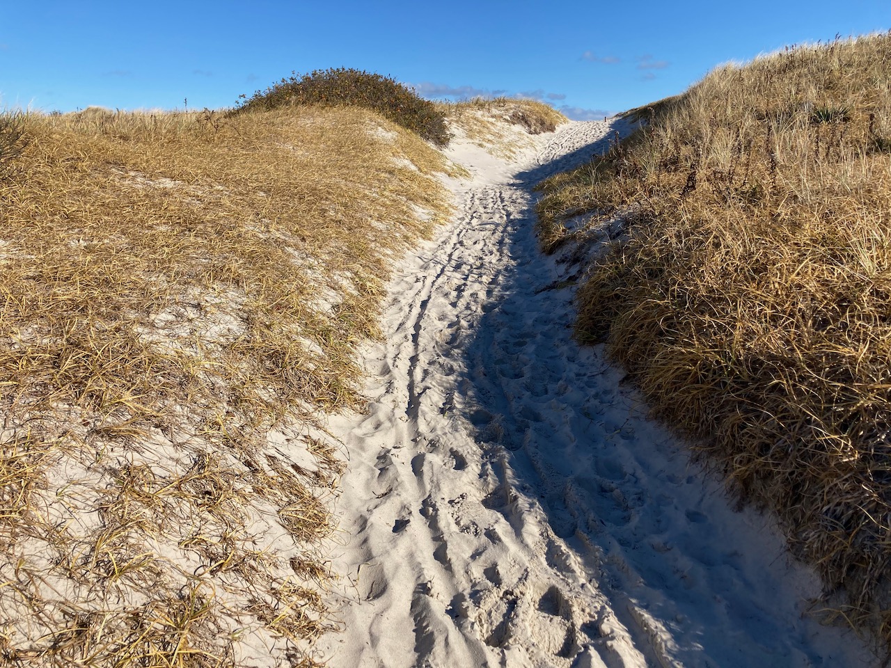Sand path through dunes covered in beach grass.