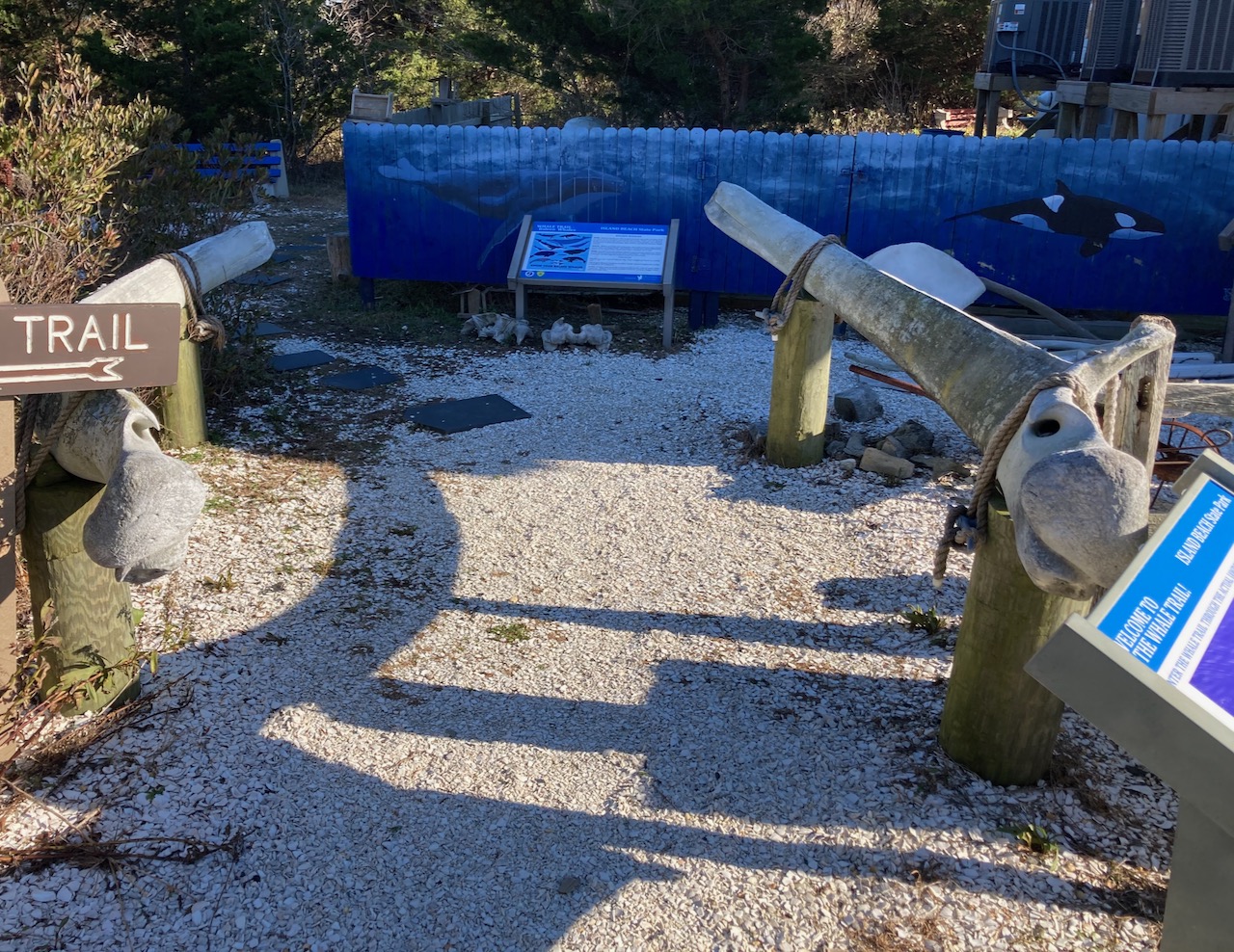 Large jawbones on ground, at beginning of nature trail.