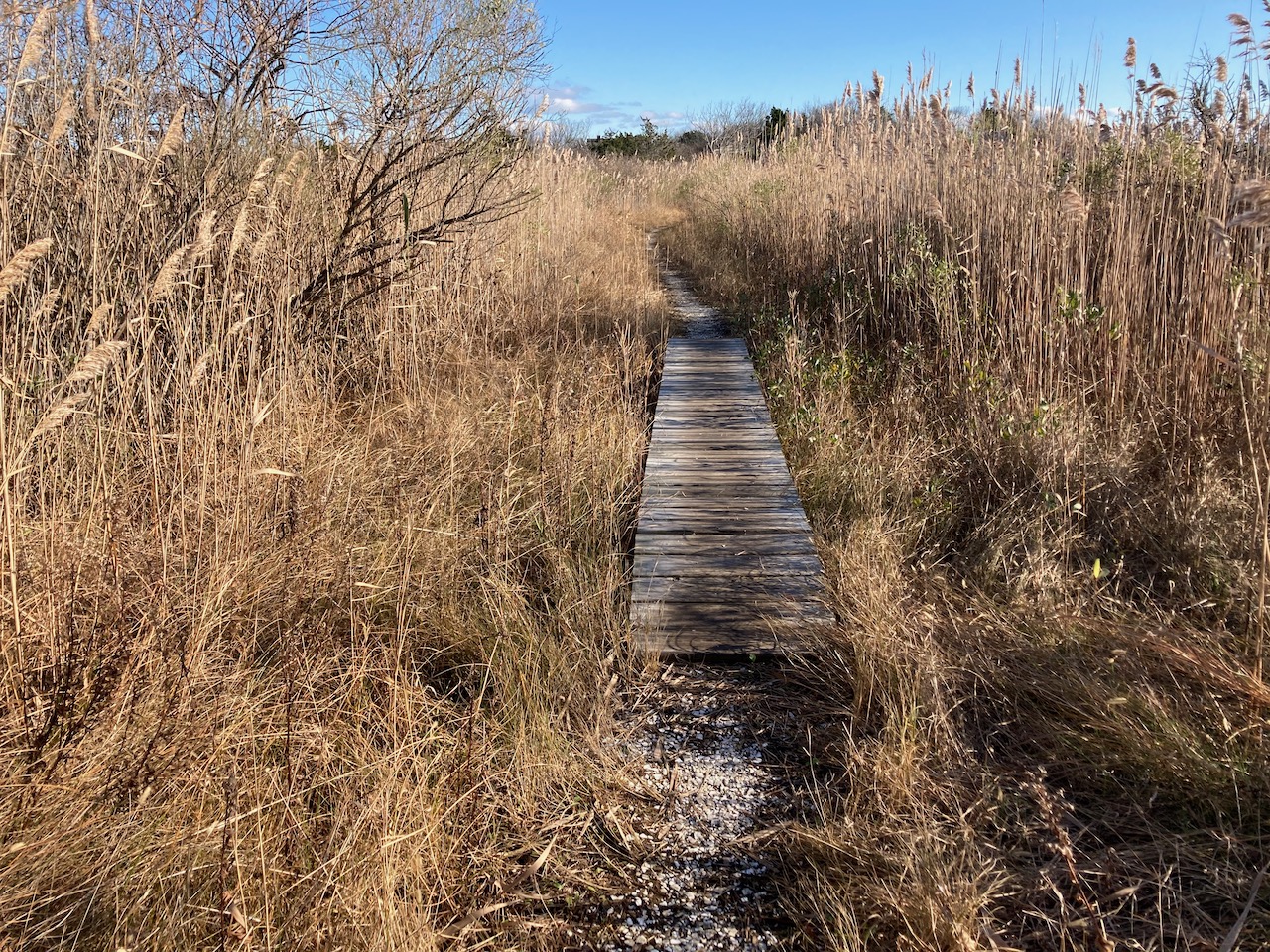 Trail and small boardwalk through marshes.