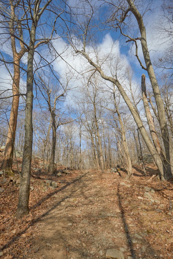 Rocky path through woodland.