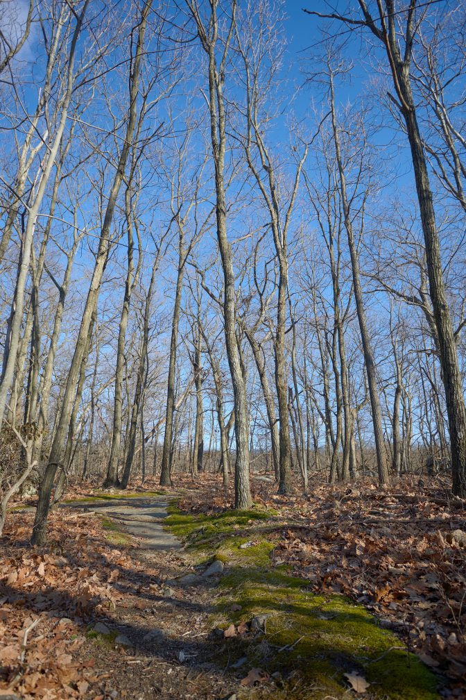 Trail through woods, with moss growing on side of trail.