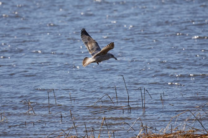 Seagull in flight.