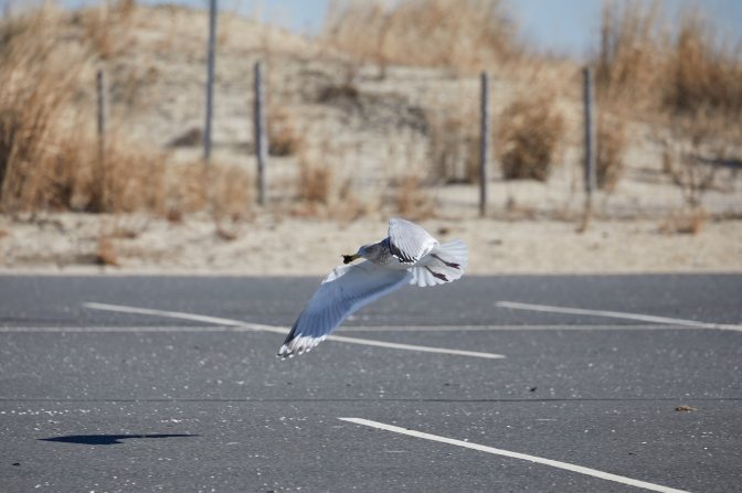 Gull swooping low over parking lot.