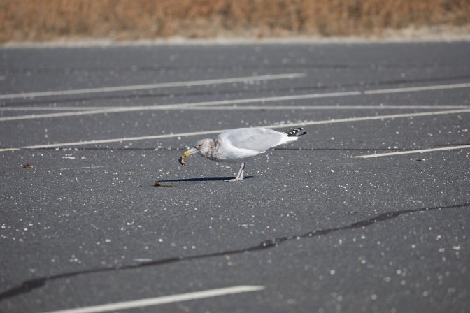 Seagull holding muscle in its beak.