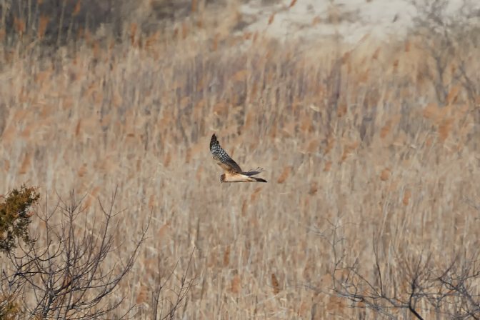 Hawk, swooping across meadow.