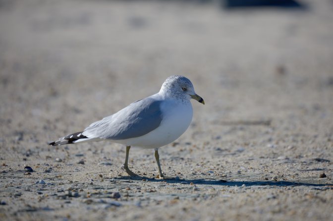 Seagull on beach.