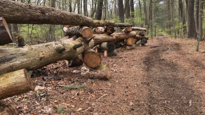 View of dirt path in park, with wooden fence made of logs on one side of path.