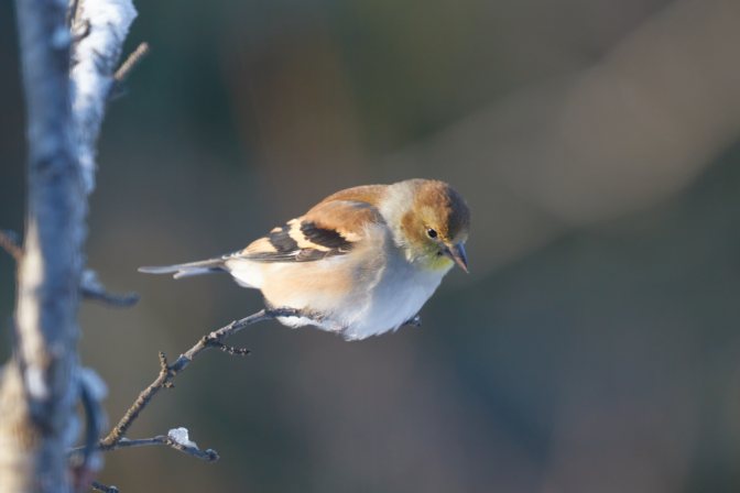 Goldfinch perched on branches.
