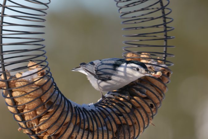 White-breasted nuthatch on bird feeder.