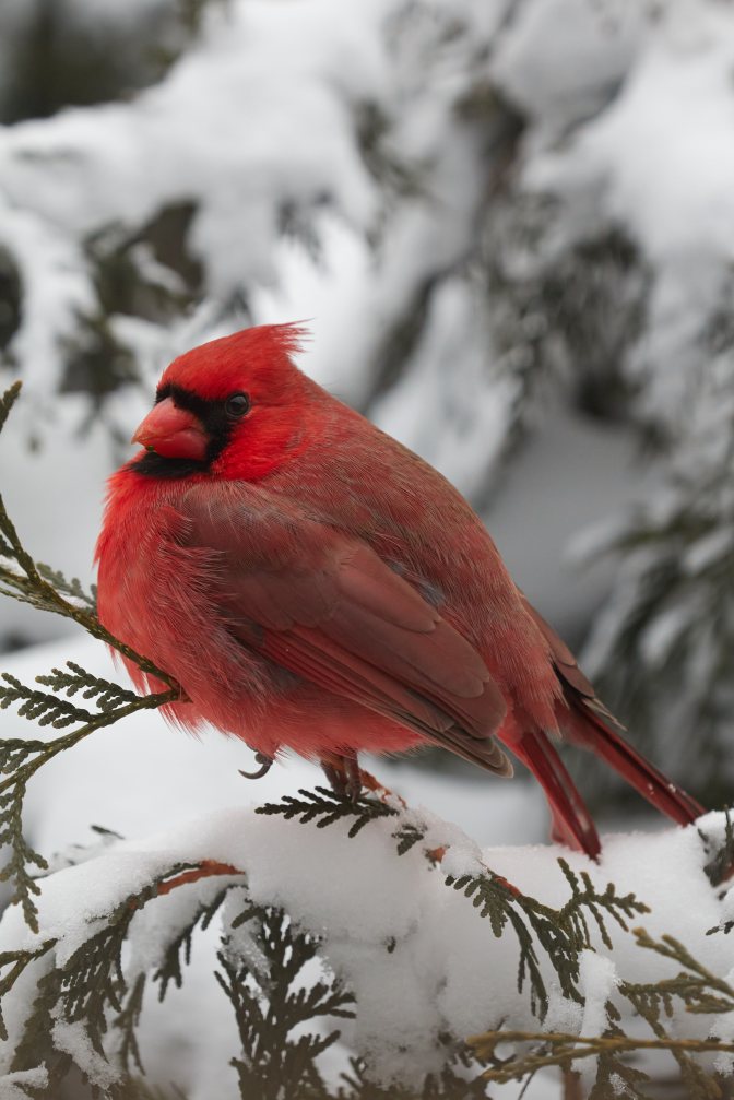 Cardinal standing on branch of bush in snow.