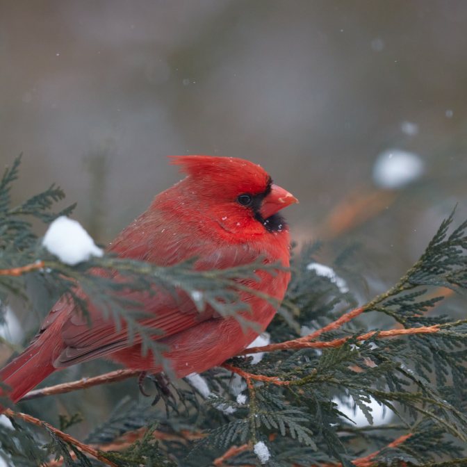 Red cardinal on tree branch in snow storm.