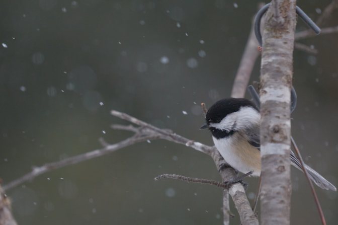 Chickadee perched on branch in snow.