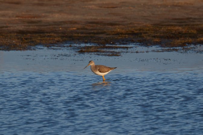 Long-billed dowitcher, wading in pond.