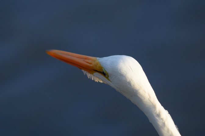 Head of egret.