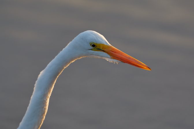 Snow egret, head.