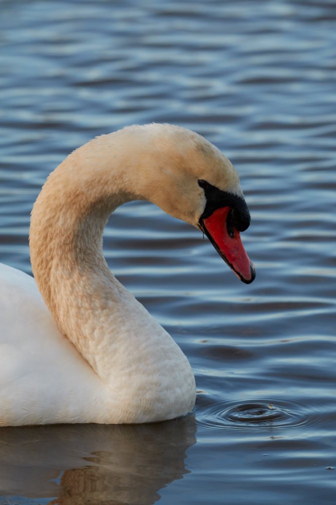 Head and neck of swan.