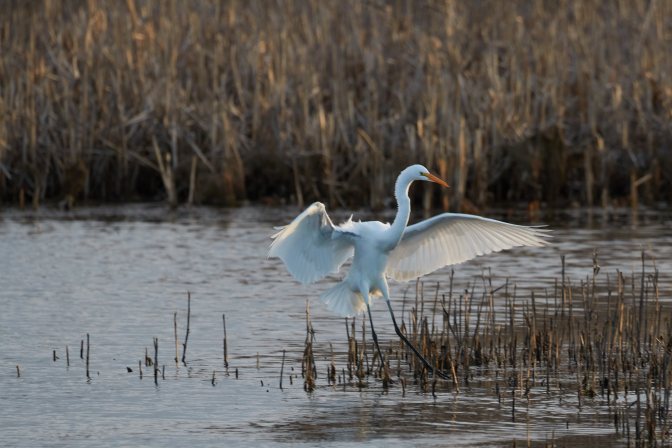 Egret, landing along meadow.