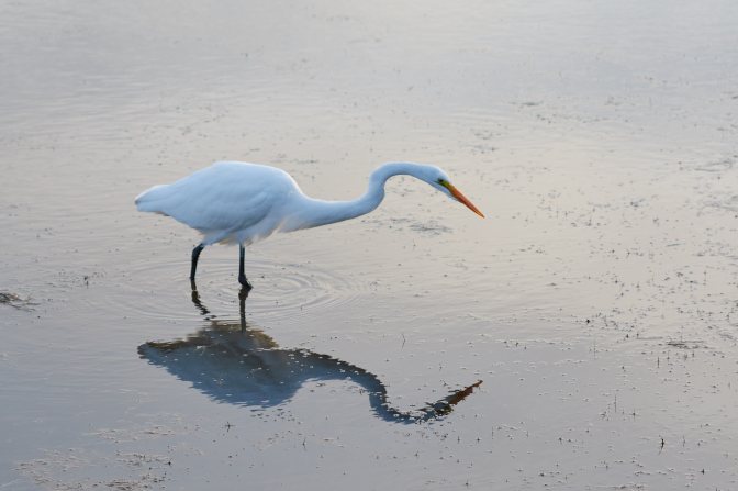 Egret standing in pool of water, its reflection beneath it.