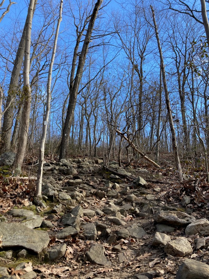 Rocky trail through woods.