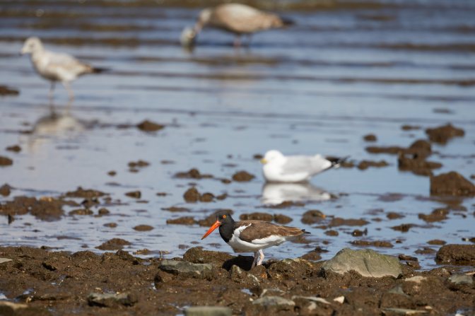 American Oystercatcher along rocky coastline, with seagulls in water behind it.