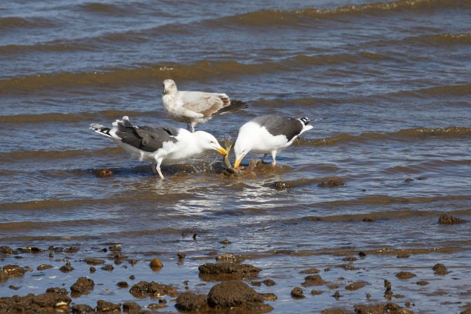 Two seagulls eating a fish in the surf, while another seagull watches.