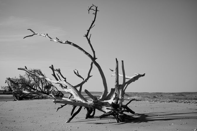 Petrified tree laying on beach.