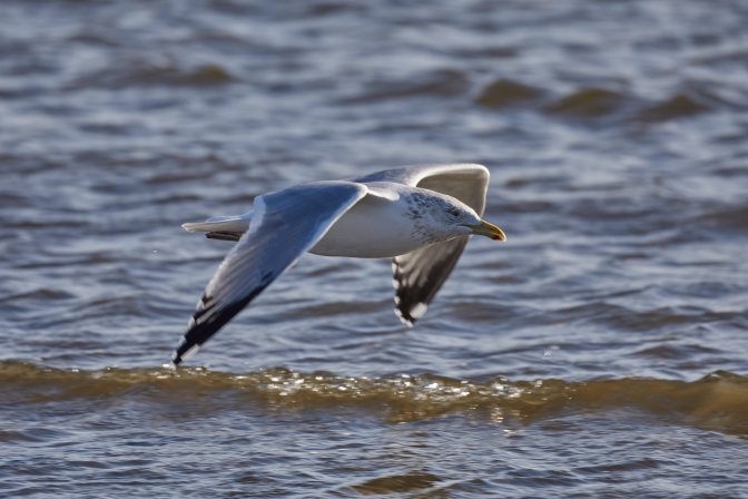 Seagull in flight.