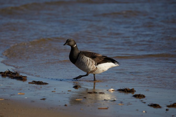 Brant walking along surf.