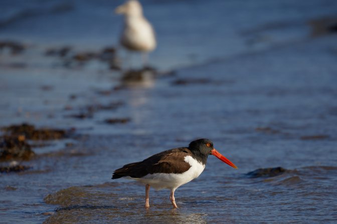 American oystercatcher, in surf.