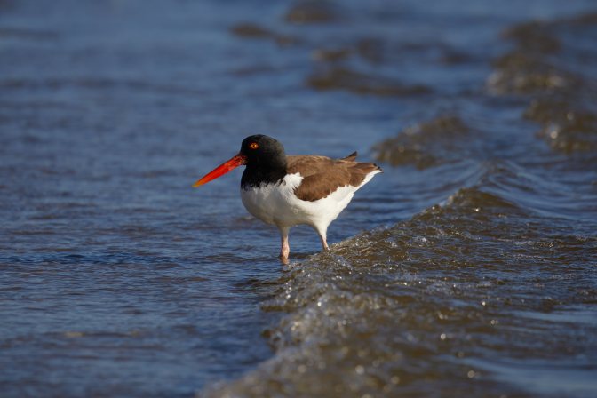 American oystercatcher, in surf.