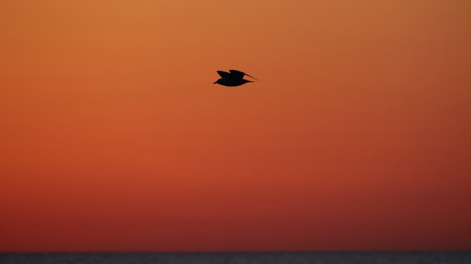 Silhouetted seagull in flight over ocean.