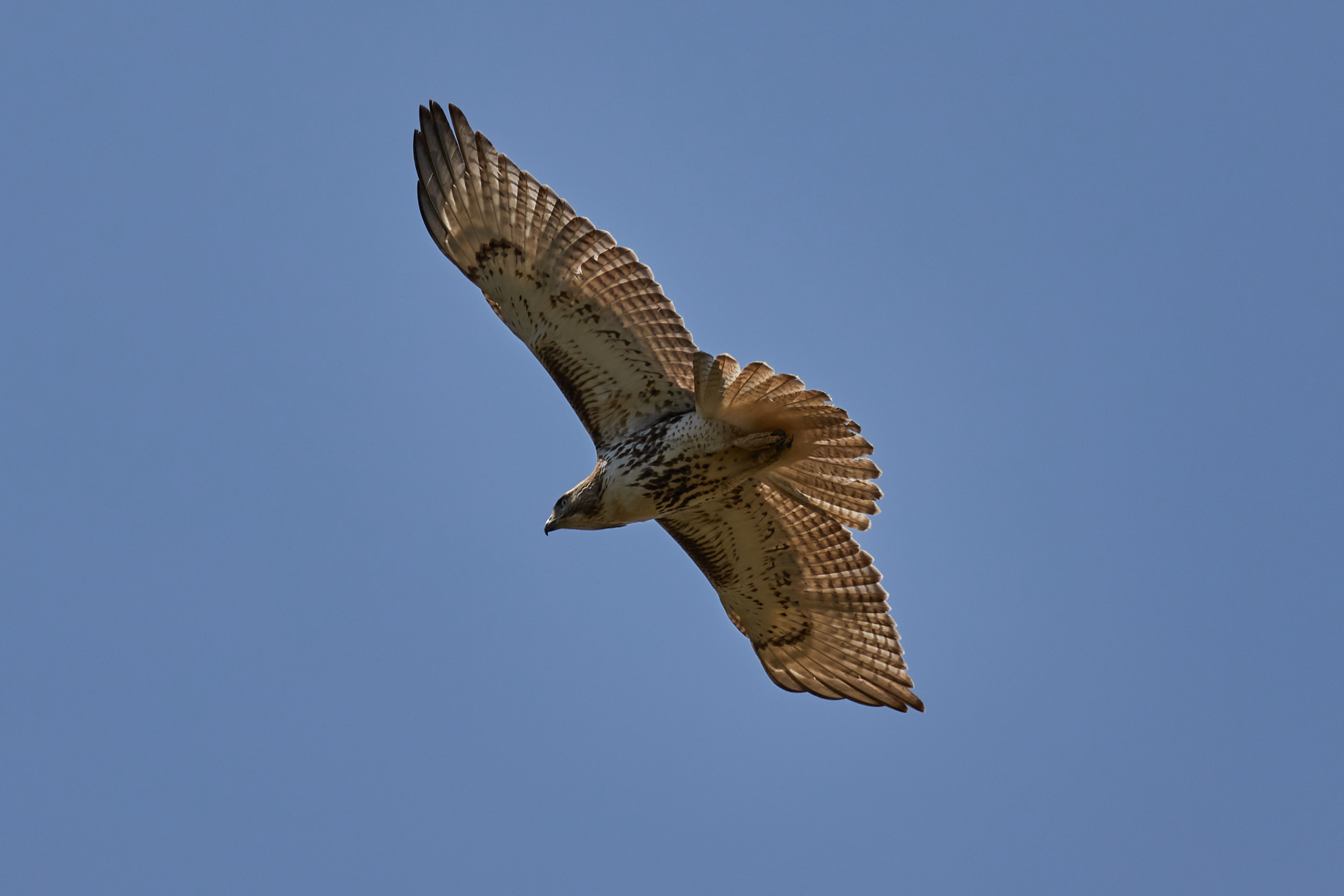 Red-tailed hawk in flight.