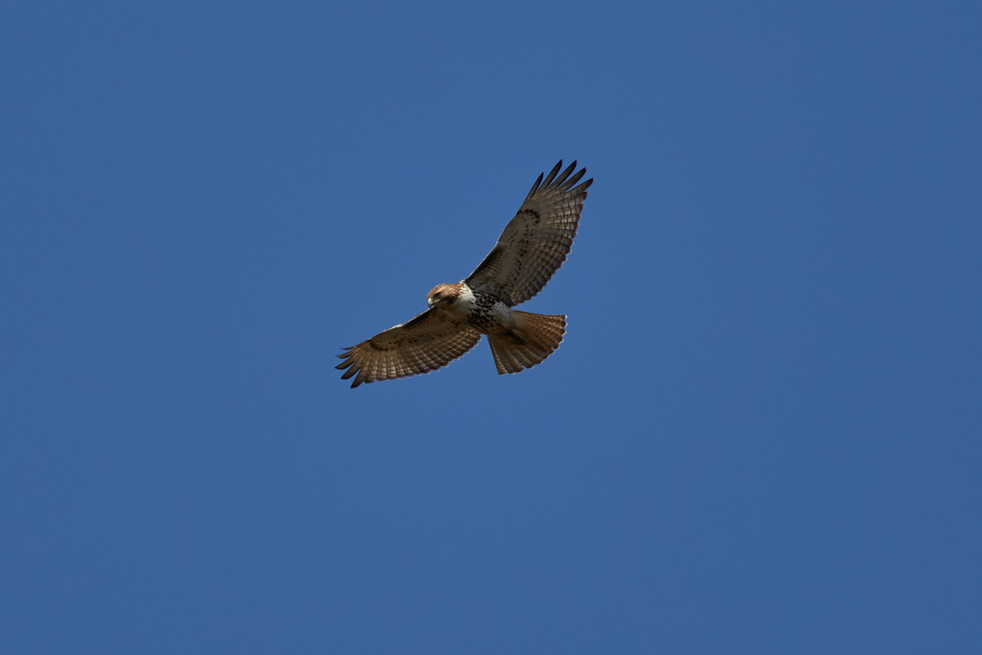 Red-tailed hawk in flight.
