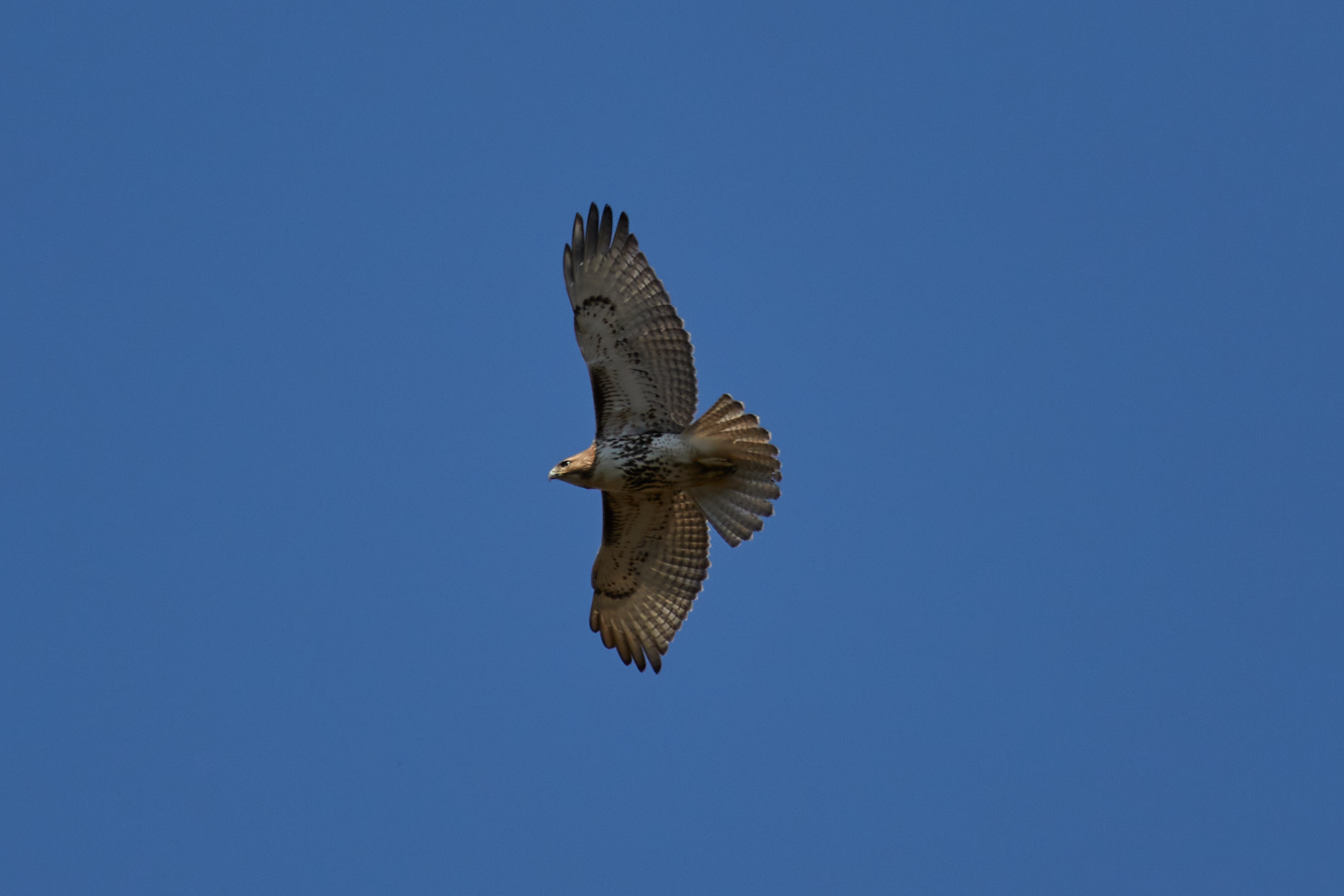 Red-tailed hawk in flight.
