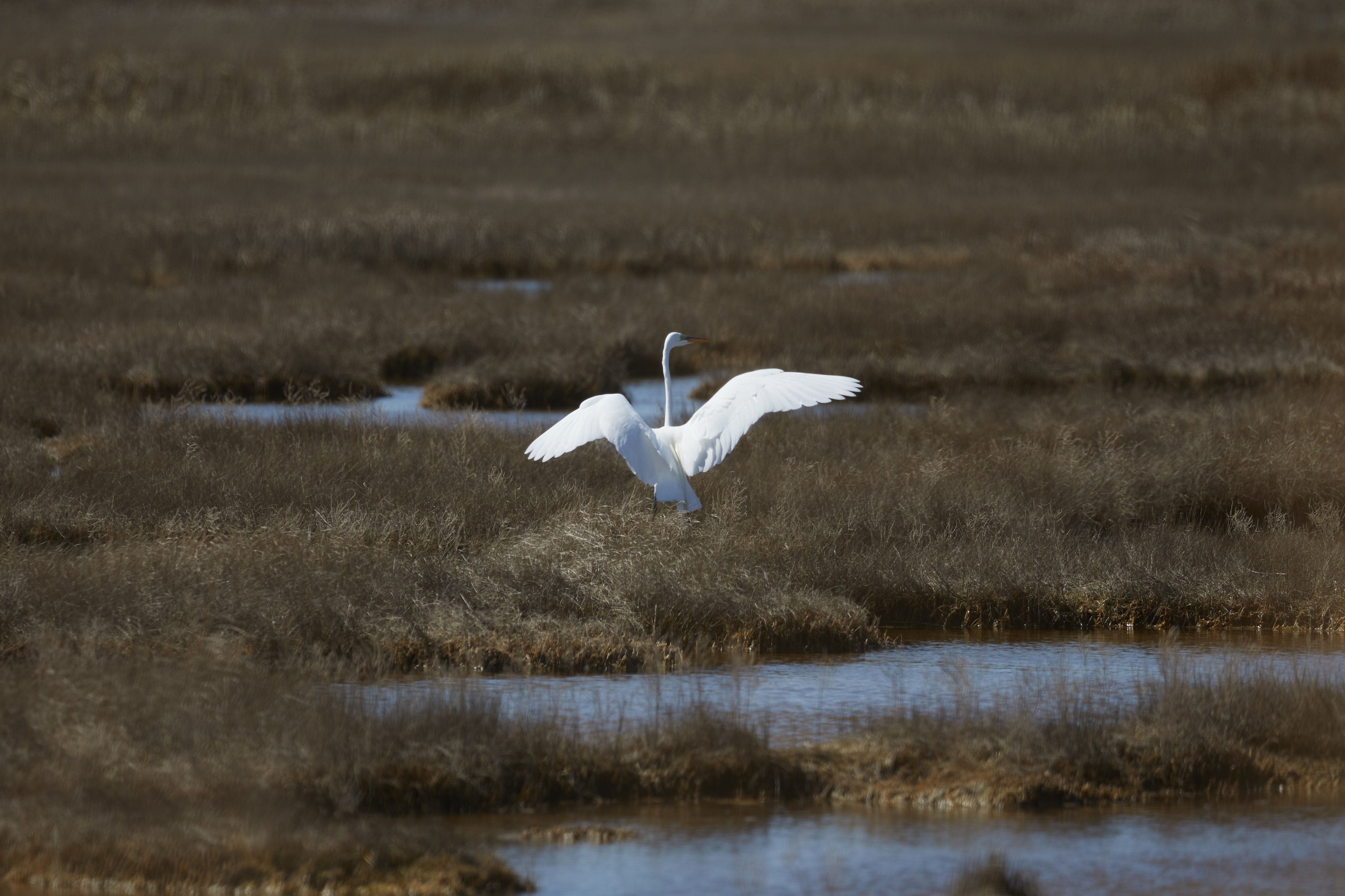 Egret extending wings in meadow.