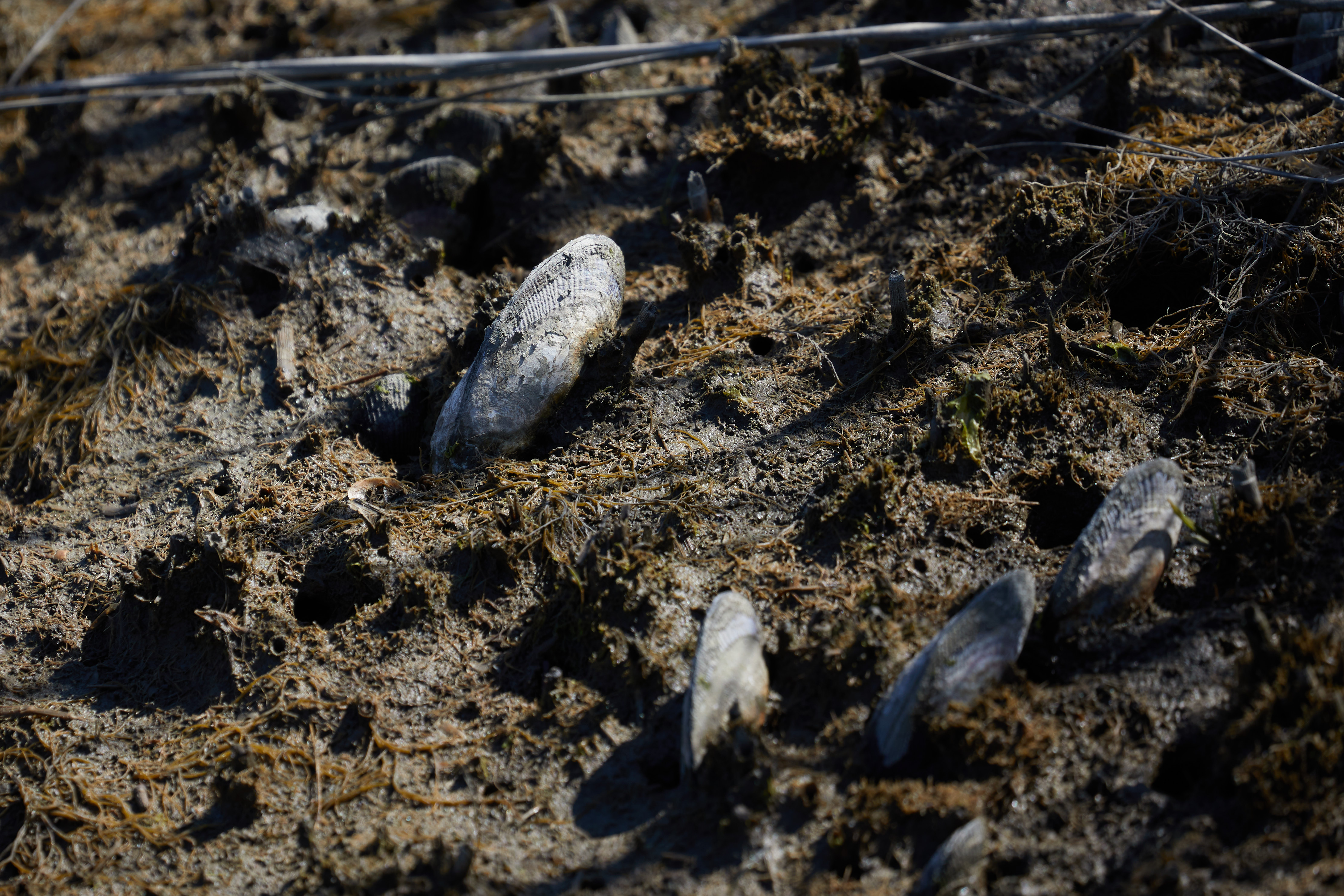 Ribbed mussels sticking out of muddy marsh.