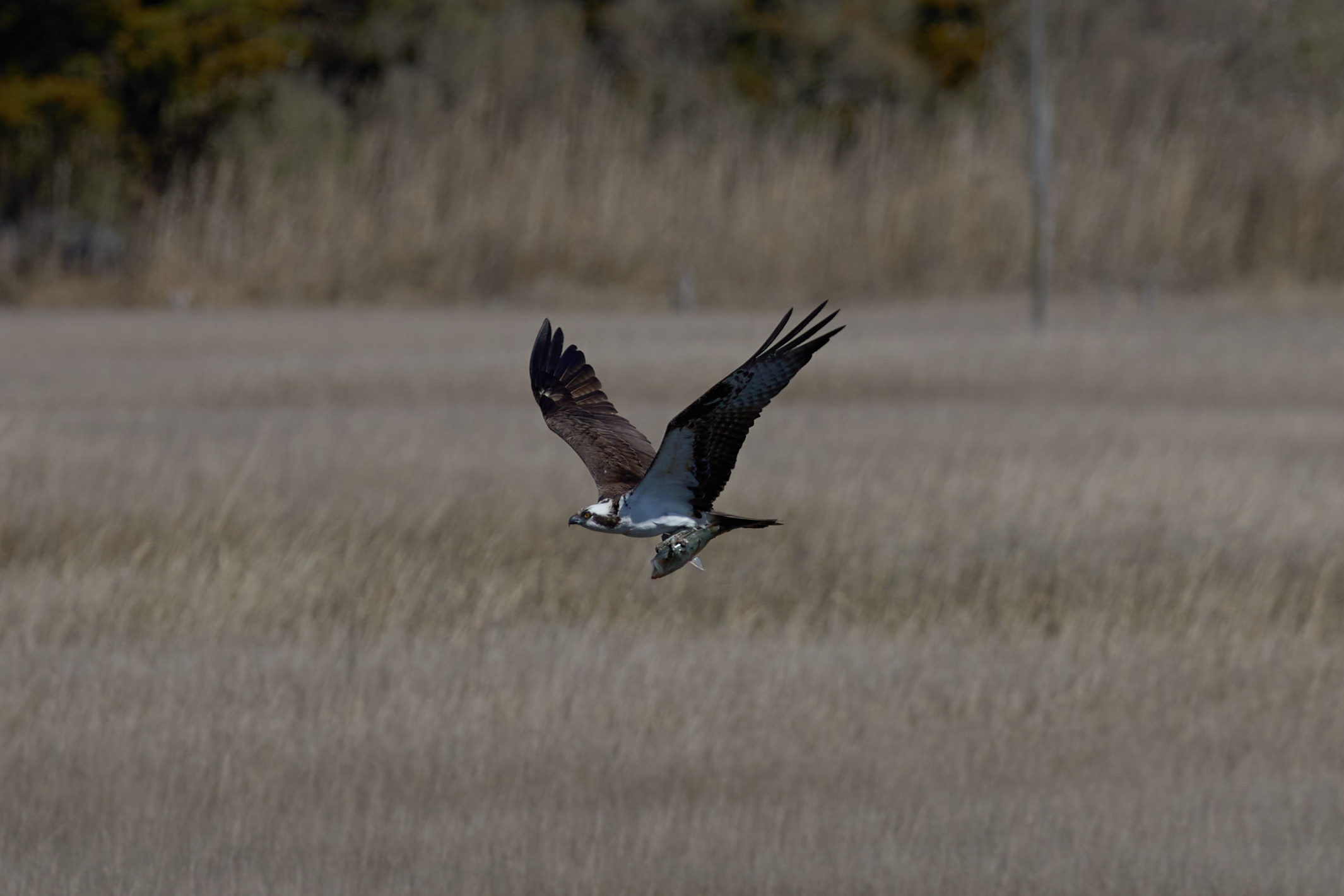 Osprey carrying fish in its talons.