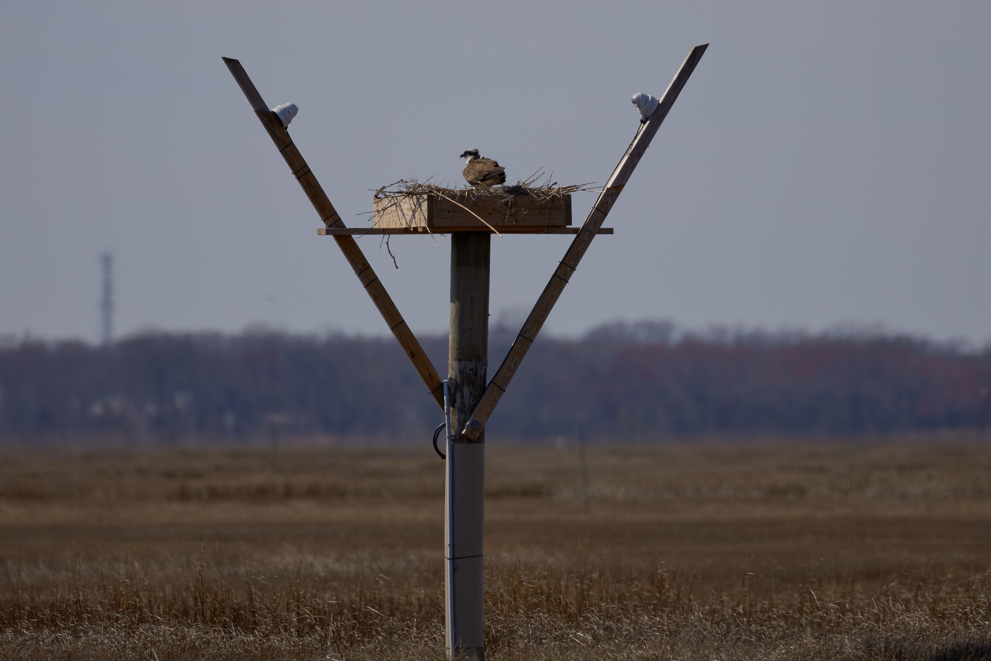 Osprey, perched on nest.