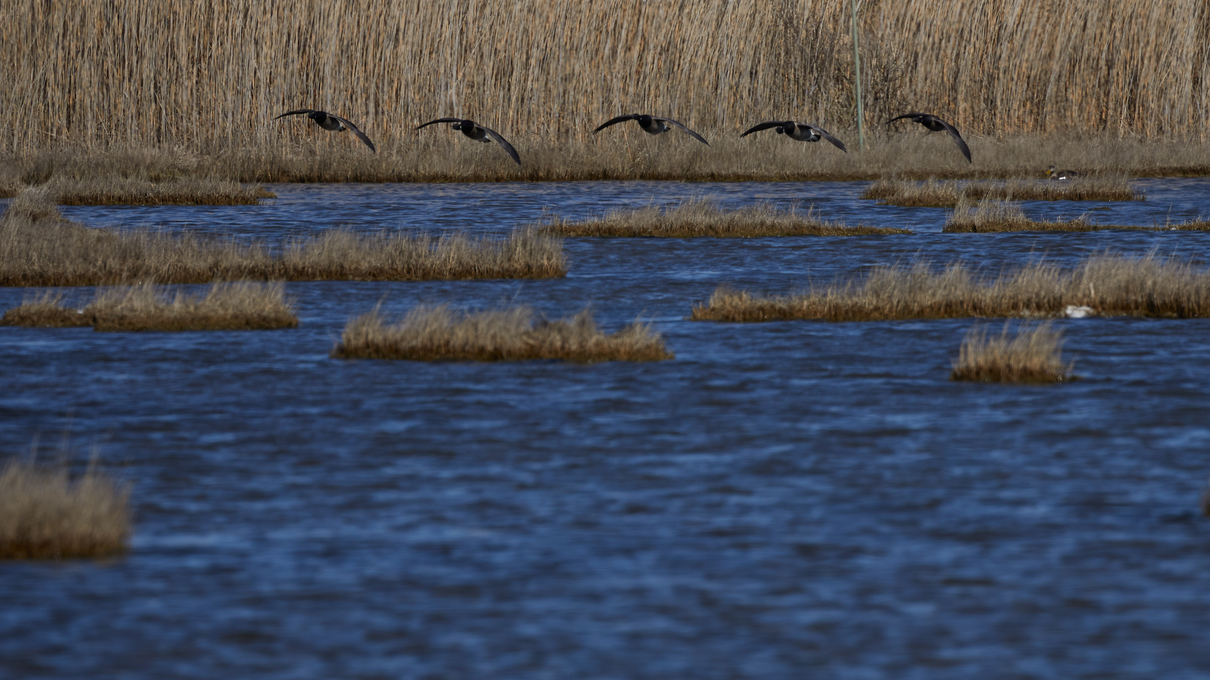 Row of ducks in flight.