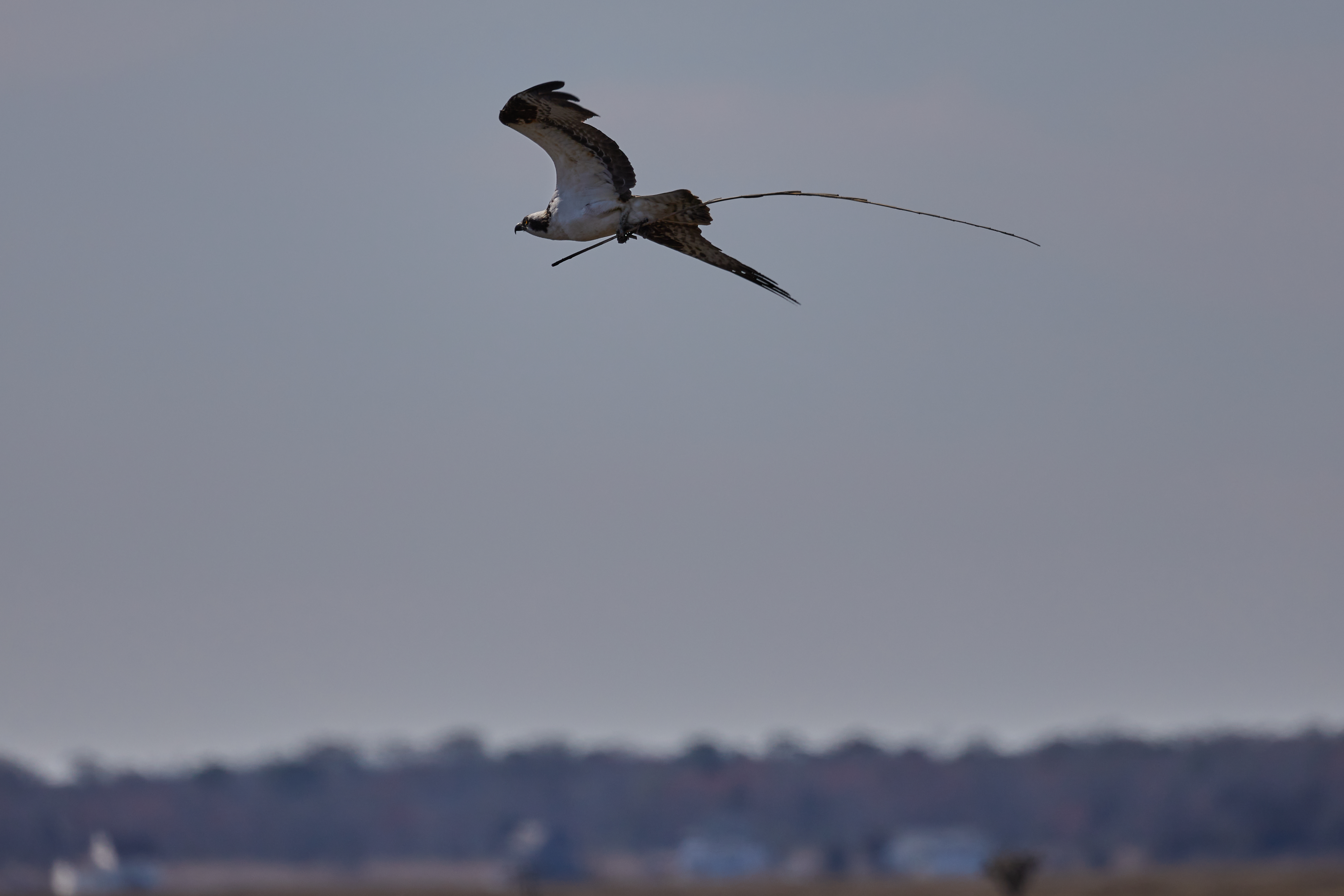 Osprey carrying reed in its talons in the air.