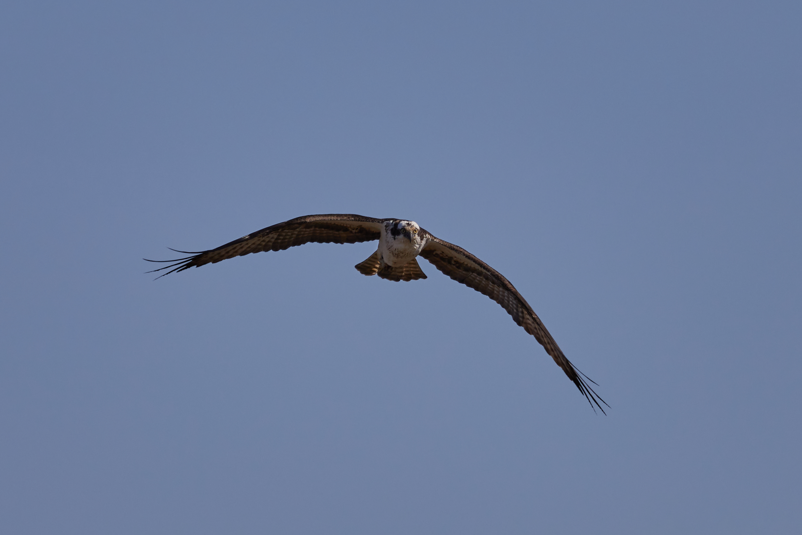 Osprey, with wings outstretched, in flight.