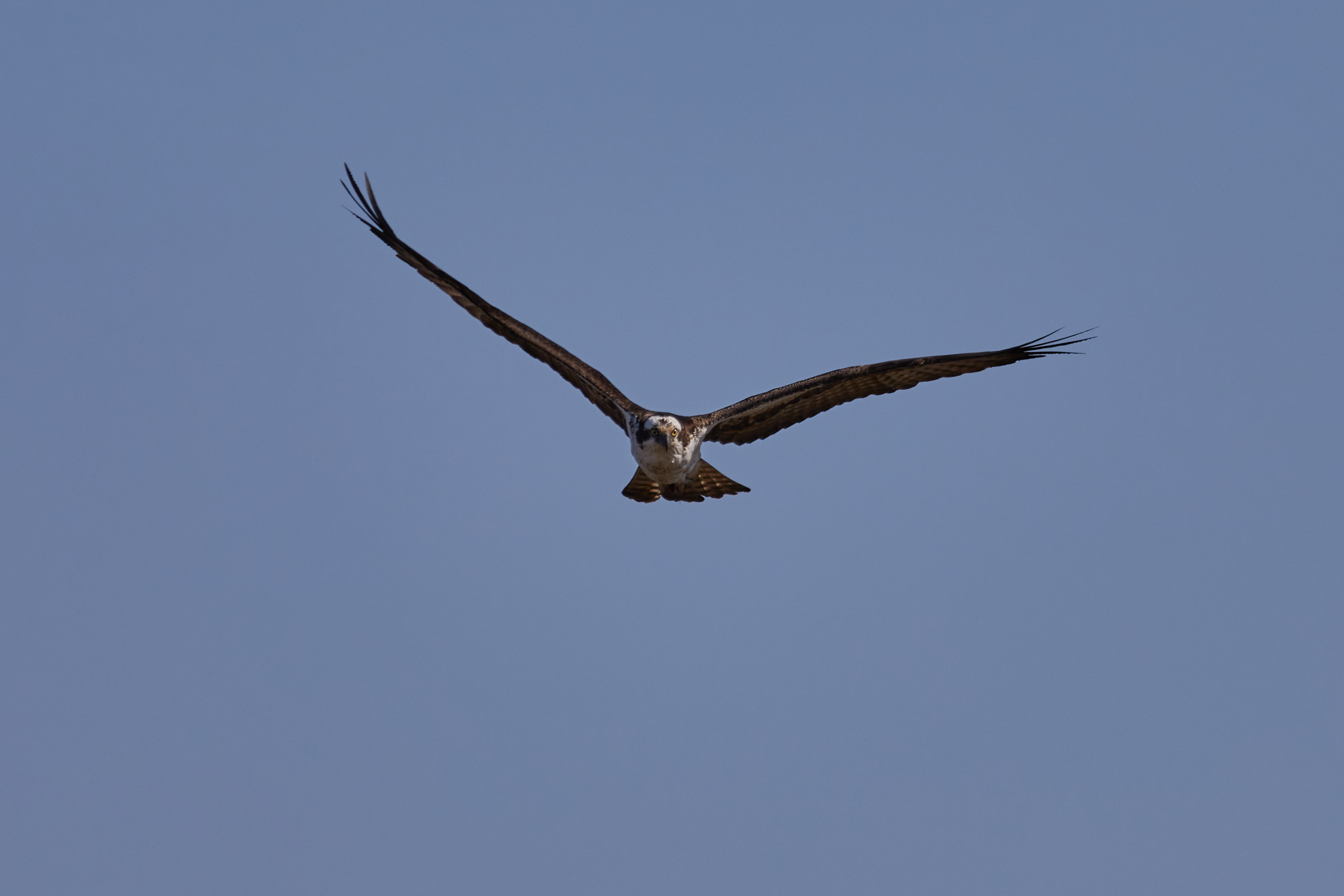 Osprey, with wings spread, in flight.