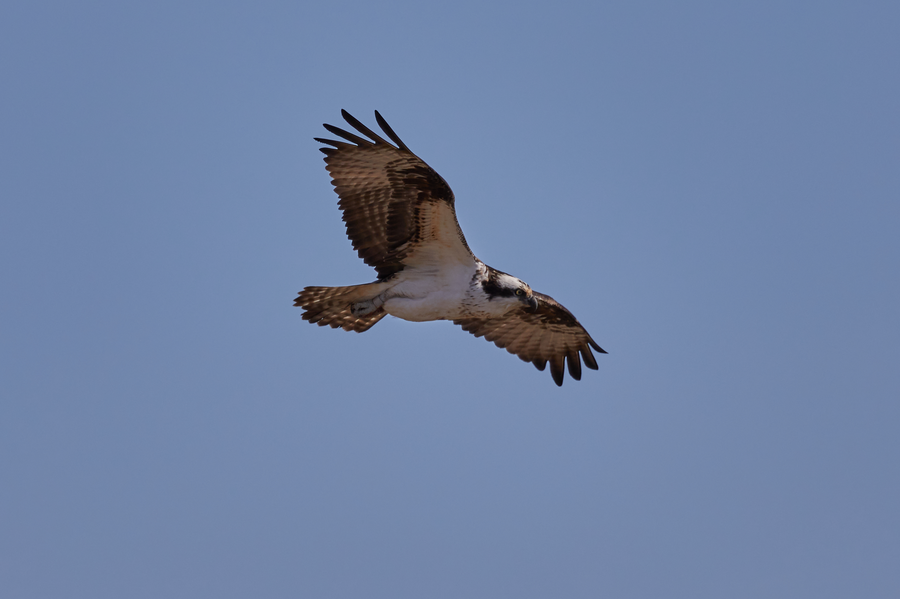 Osprey in flight with wings outstretched.