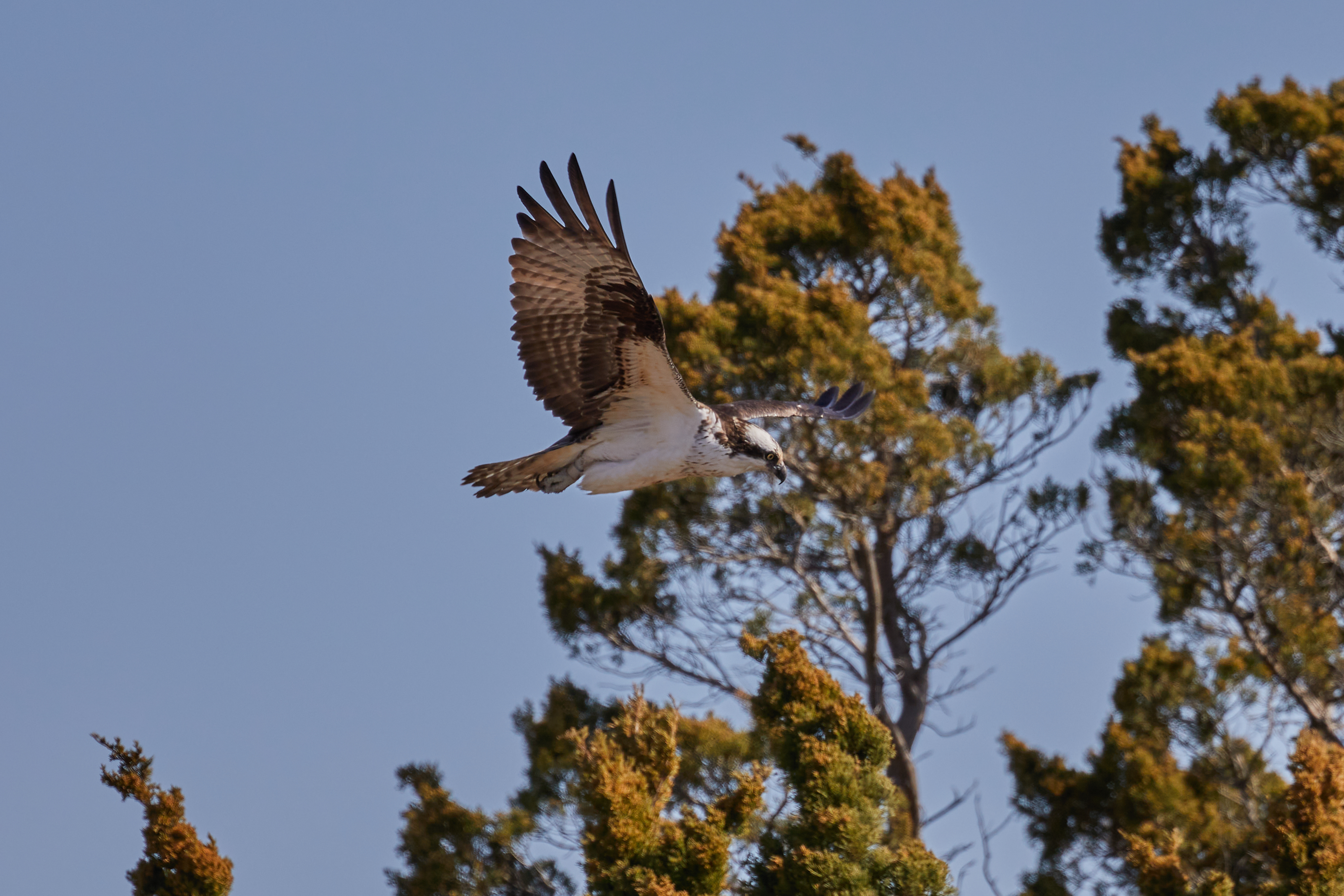 Osprey in flight, with trees in background.