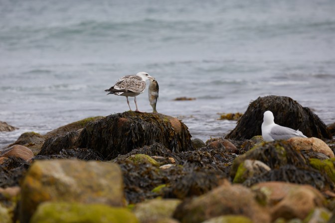 Seagull clutching a fish in its mouth.
